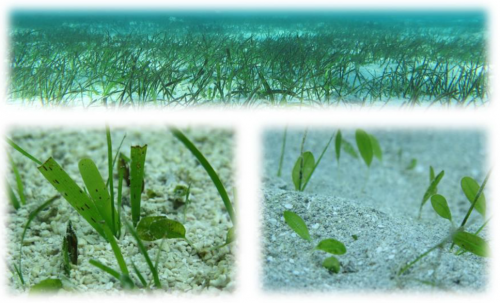 Herbiers marins © M. Dedeken / Agence des aires marines protégées