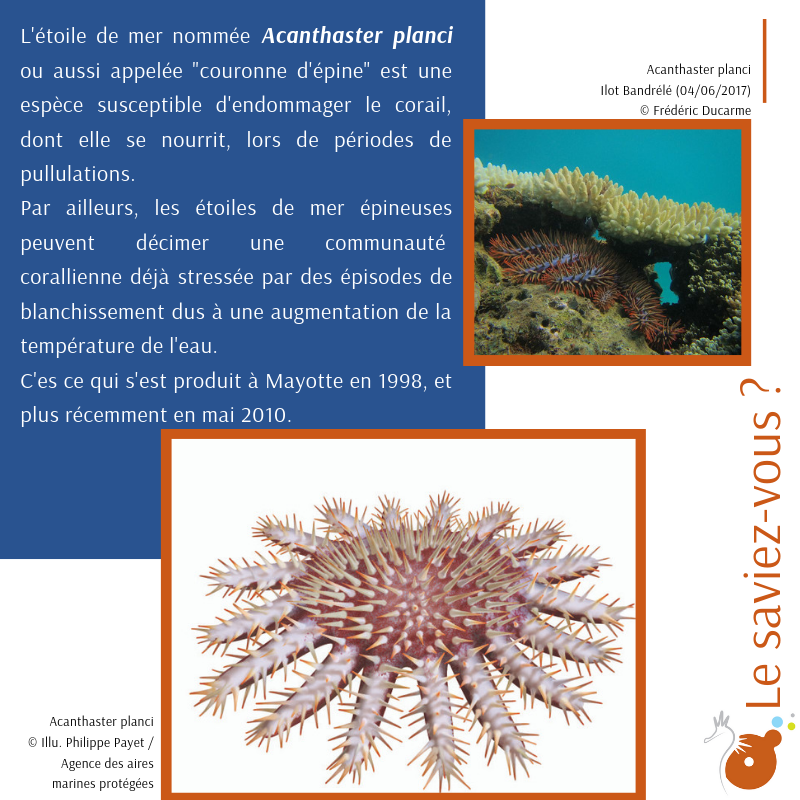 Le saviez-vous ? Acanthaster