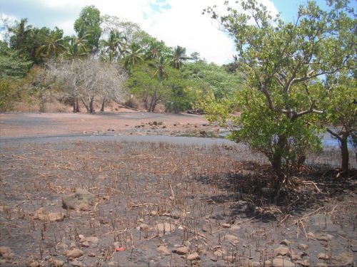 Plage d'Iloni, mangrove et système racinaire ©F. Brossard