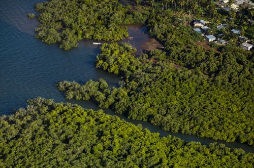 Mangroves, Mayotte ©DEAL976