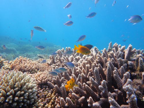 Récifs, lagon de Mayotte (©DEAL976)